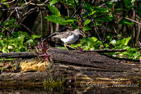 Henderson Lake-photos