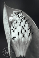 Feeling Safe-BW